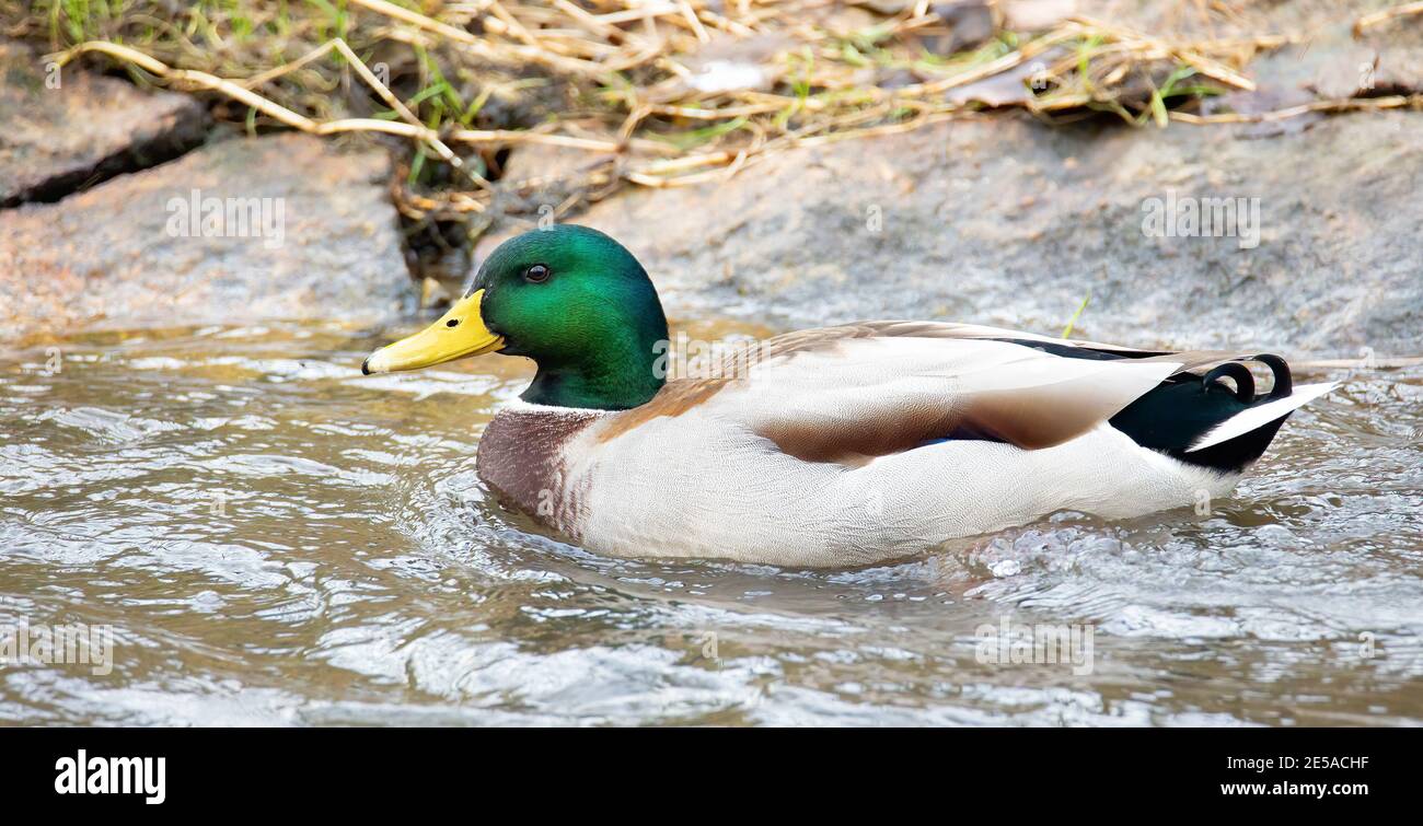 A male mallard takes an early spring swim, the best photo Stock Photo ...