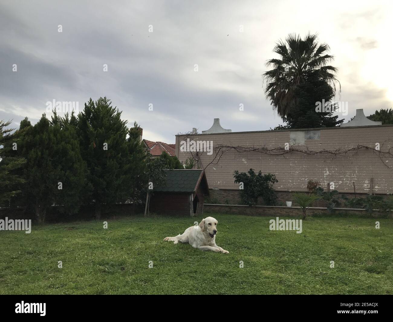 Picture of Puppy lying in front yard hi-res stock photography and images - Alamy