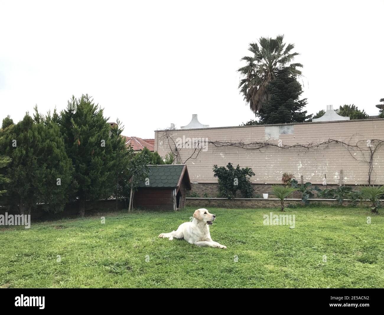 Picture of Puppy lying in front yard hi-res stock photography and images - Alamy