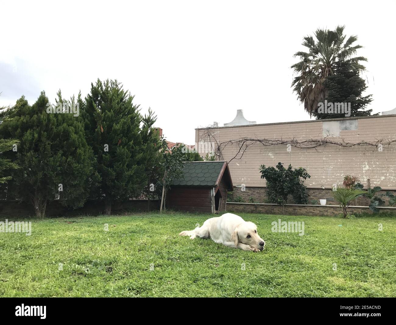 Puppy lying in front yard hi-res stock photography and images - Alamy