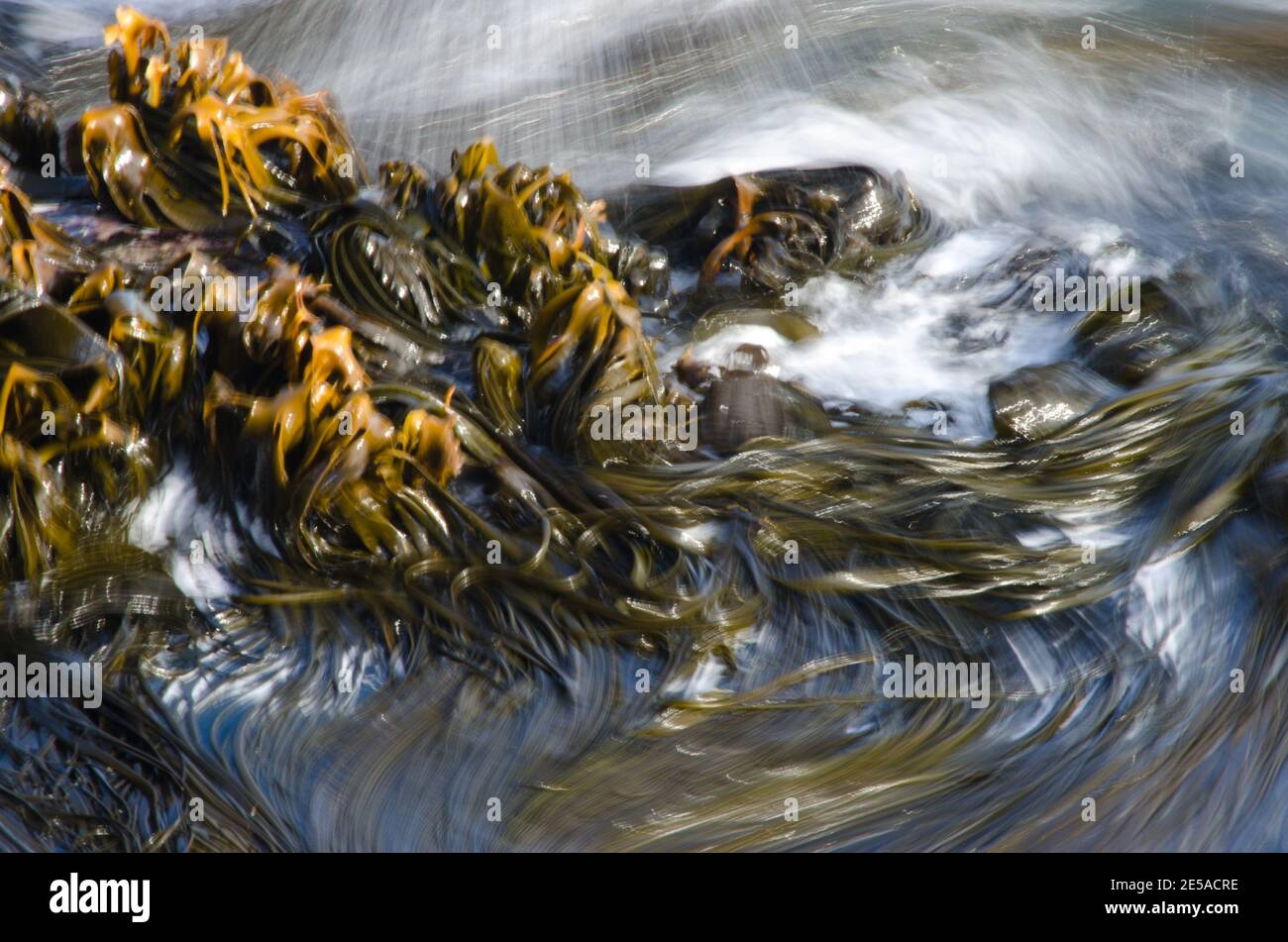 Cochayuyo Durvillaea antarctica in rough waters. Taiaroa Head Wildlife Reserve. Otago Peninsula. Otago. South Island. New Zealand. Stock Photo