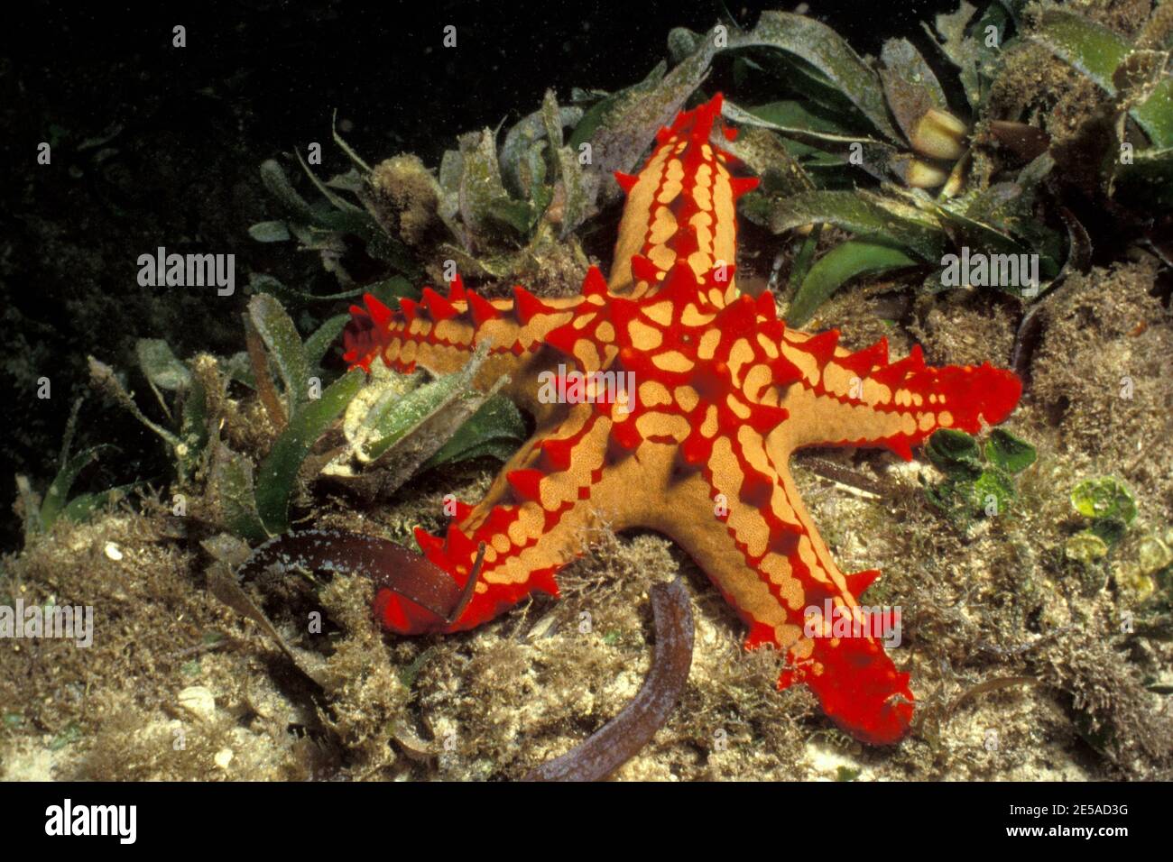 Protoreaster linckii, african red knob sea star, Lincks Walzenseestern, Watamu Beach, Kenia, kenya Stock Photo