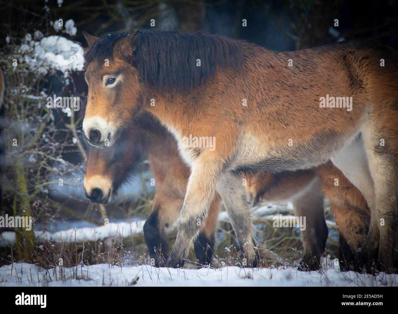 wild horse resting on a snow meadow, the best photo. Stock Photo