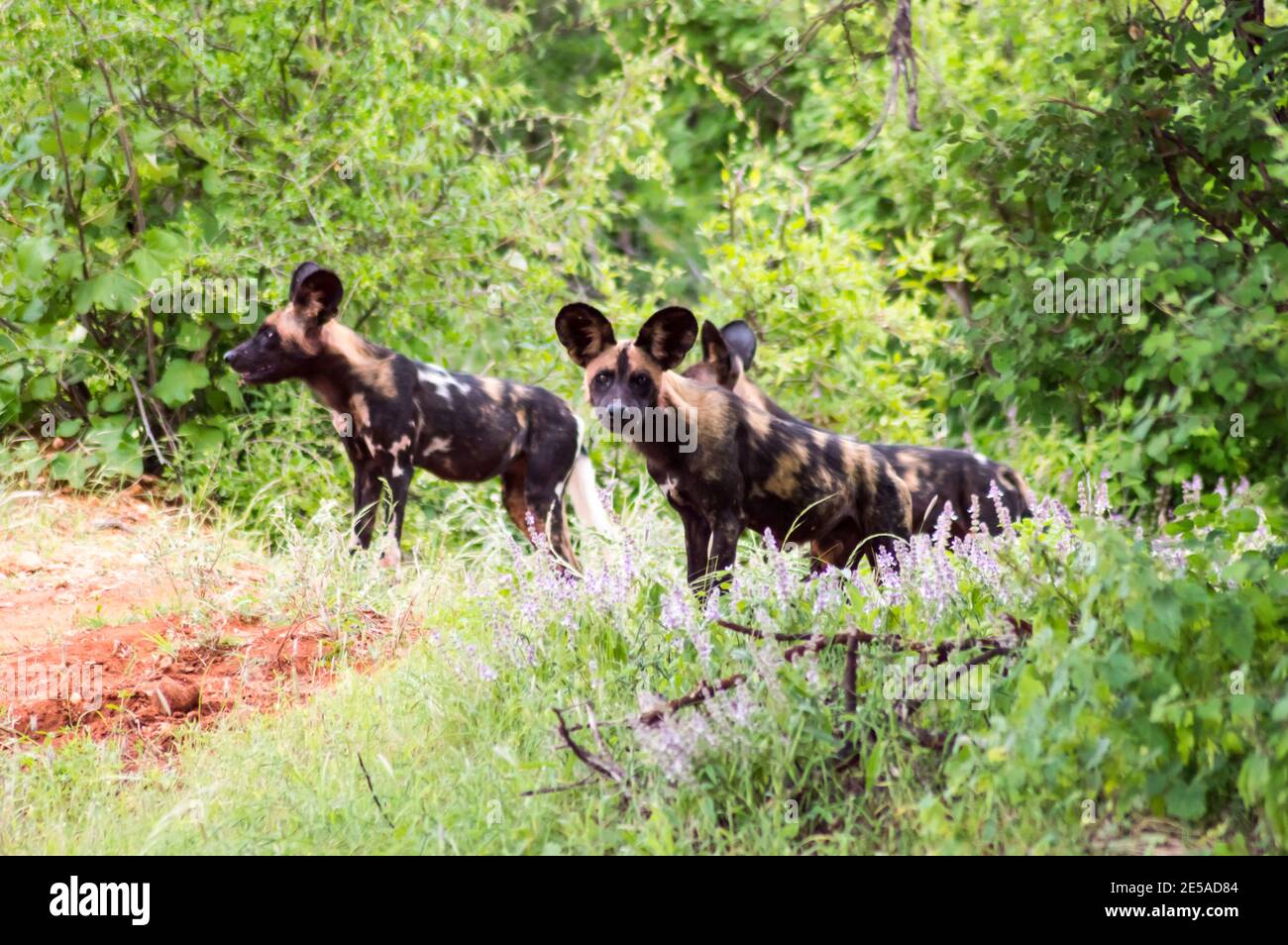 African wild dog (Lycaon pictus), also called painted dog, or Cape Hound in Tsavo West Park in Kenya Stock Photo