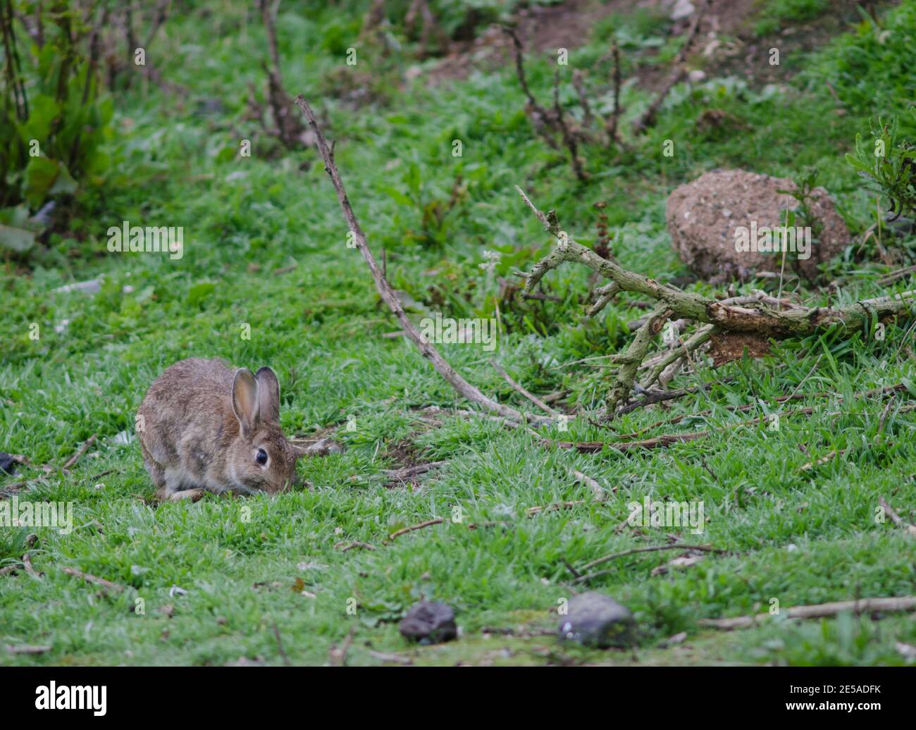 European rabbit Oryctolagus cuniculus grazing. Pilots Beach. Taiaroa ...