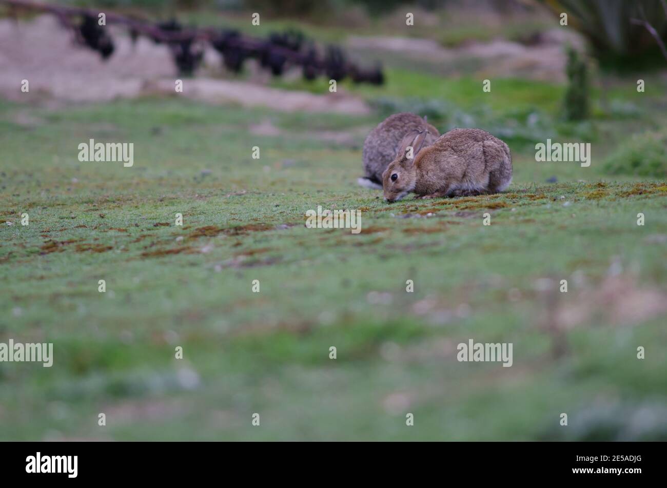 Rabbit introduced into new zealand hi-res stock photography and images ...