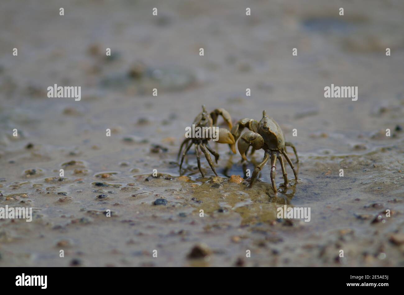 Tunnelling mud crabs Austrohelice crassa threatening each other