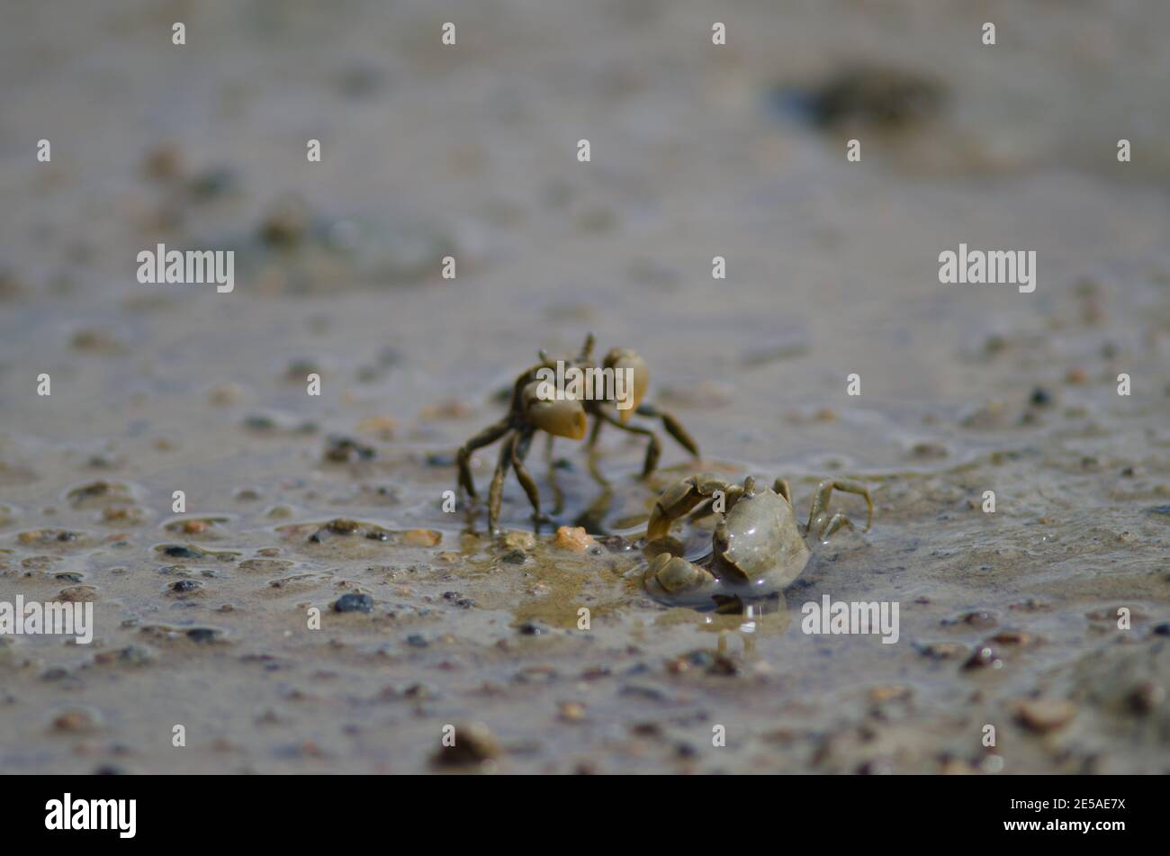 Large eyed crabs hires stock photography and images Alamy