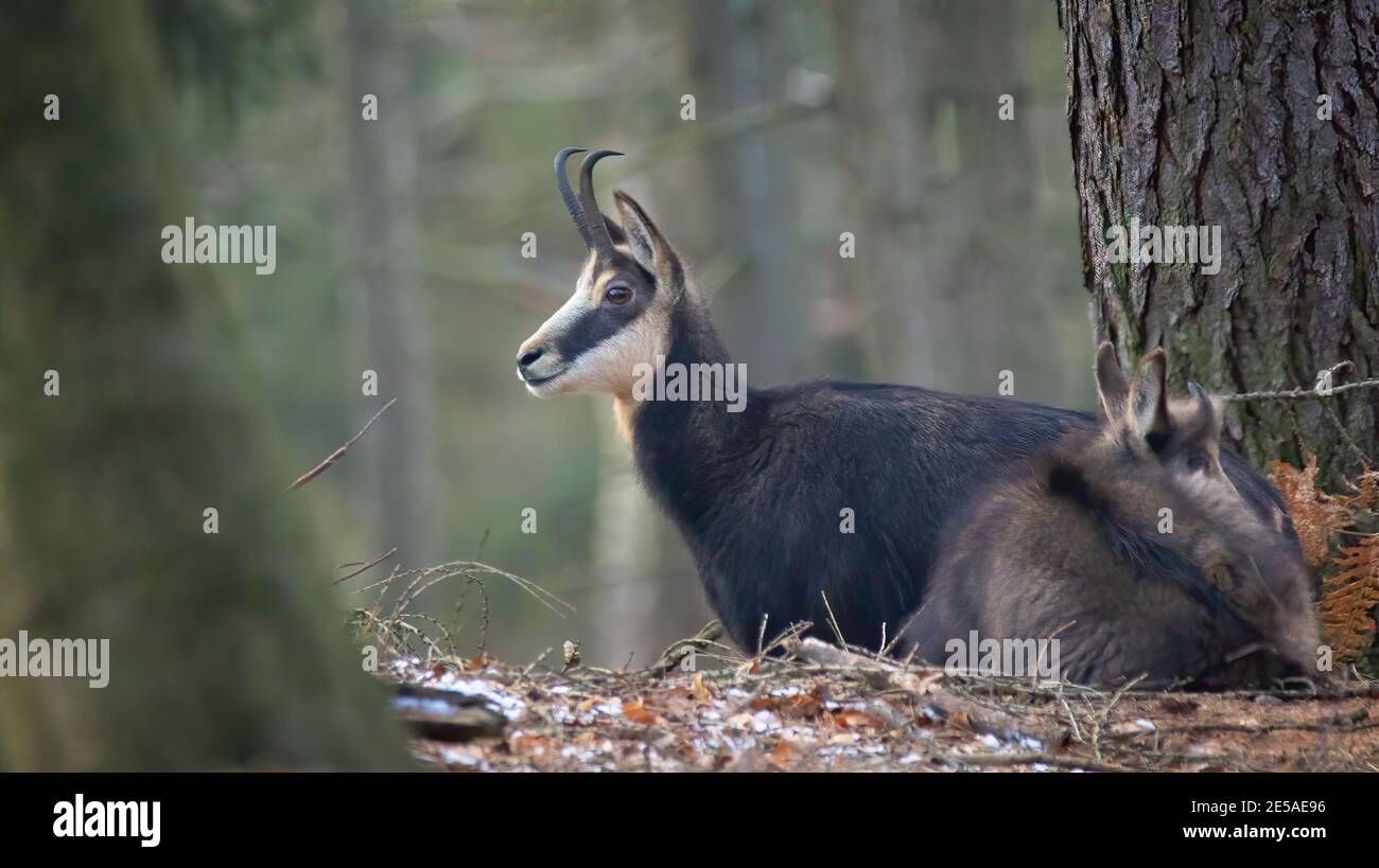 A chamois cub lost in the woods looking for a way, the best photo. Stock Photo