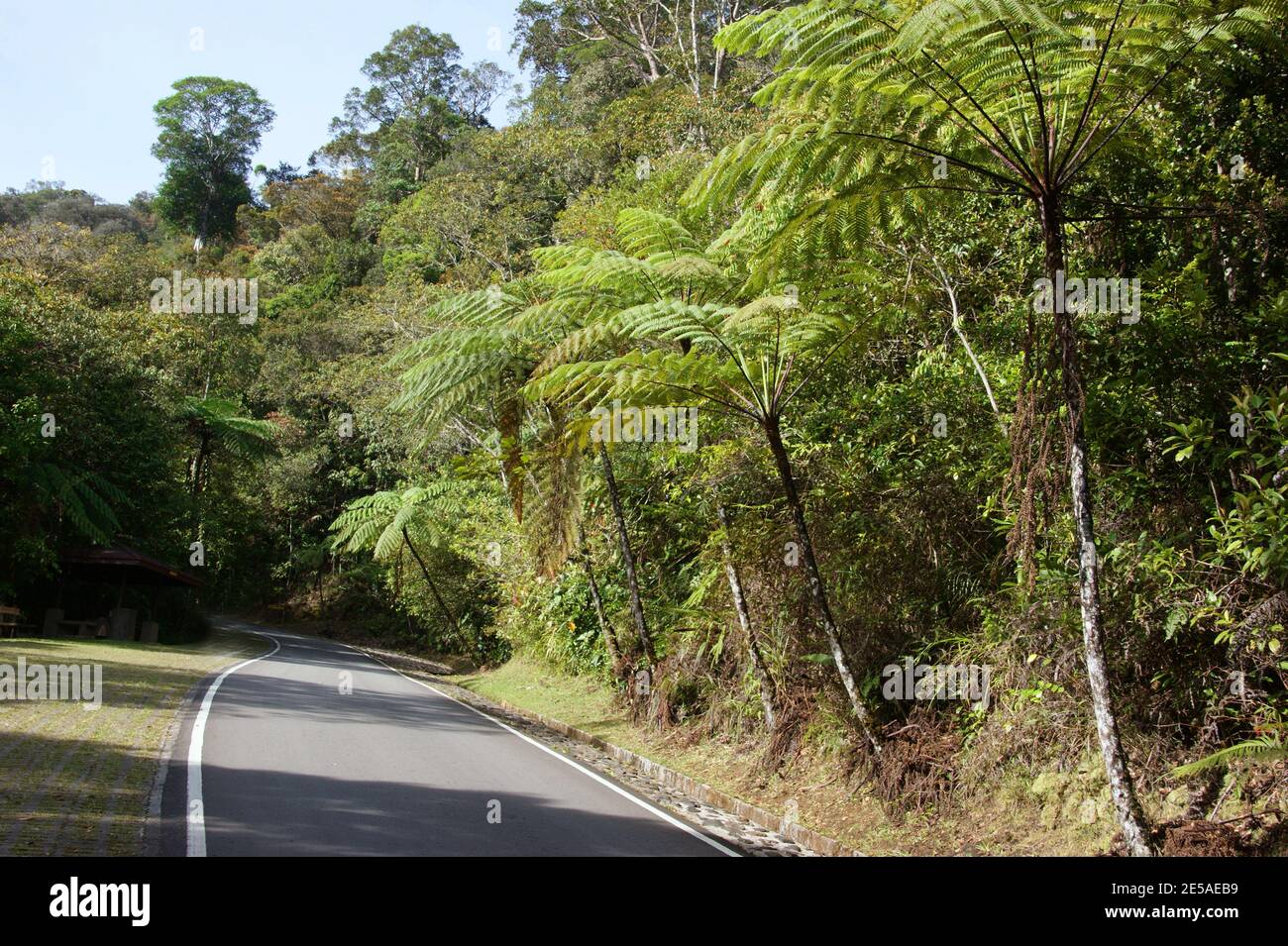 Rain forest plant. Cyathea contaminans, Tree Fern, Malaysian Tree Fern. Kinabalu Park, Sabah, Malaysia, Borneo Stock Photo