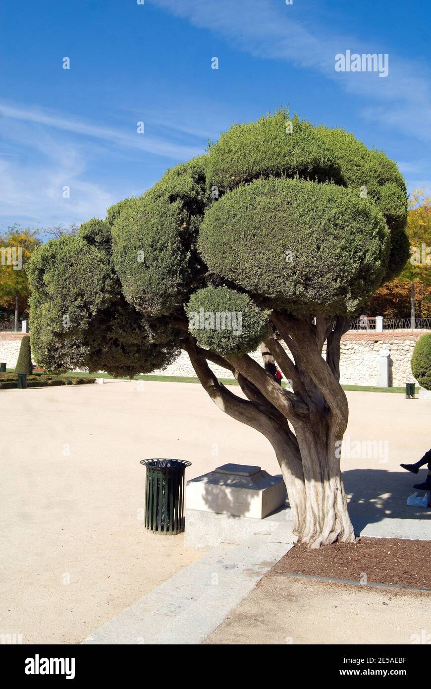 Cypress tree at Parque del Retiro en Madrid Stock Photo