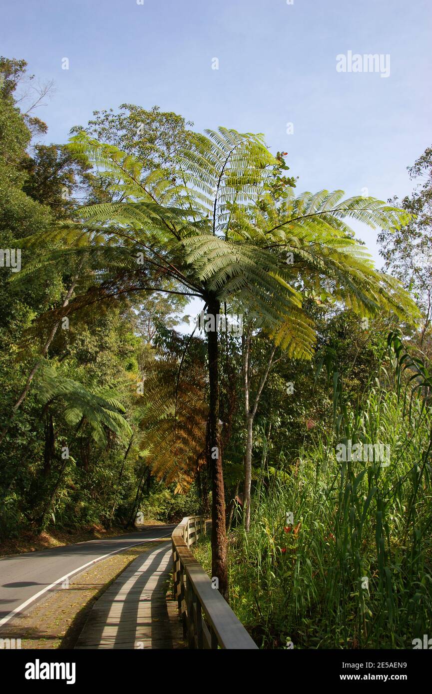 Rain forest plant. Cyathea contaminans, Tree Fern, Malaysian Tree Fern
