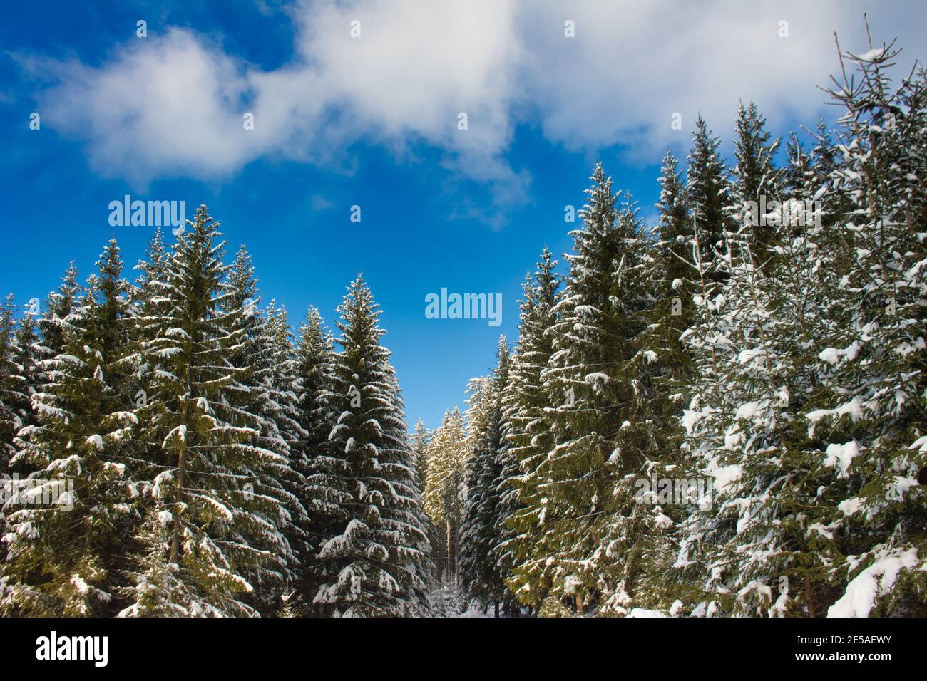 snow covered and frozen fir trees with blue sky background Stock Photo ...