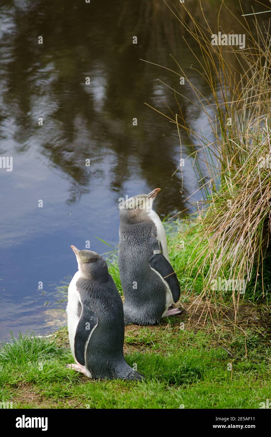 Yellow-eyed penguins Megadyptes antipodes. Immatures under controlled