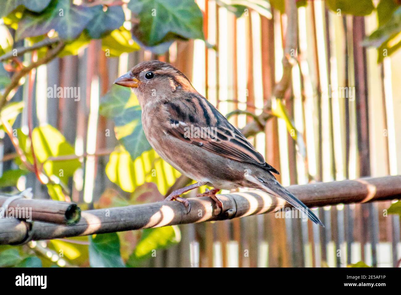 Small sparrow sitting in the sun / Kleiner Sperling in der Sonne Stock Photo