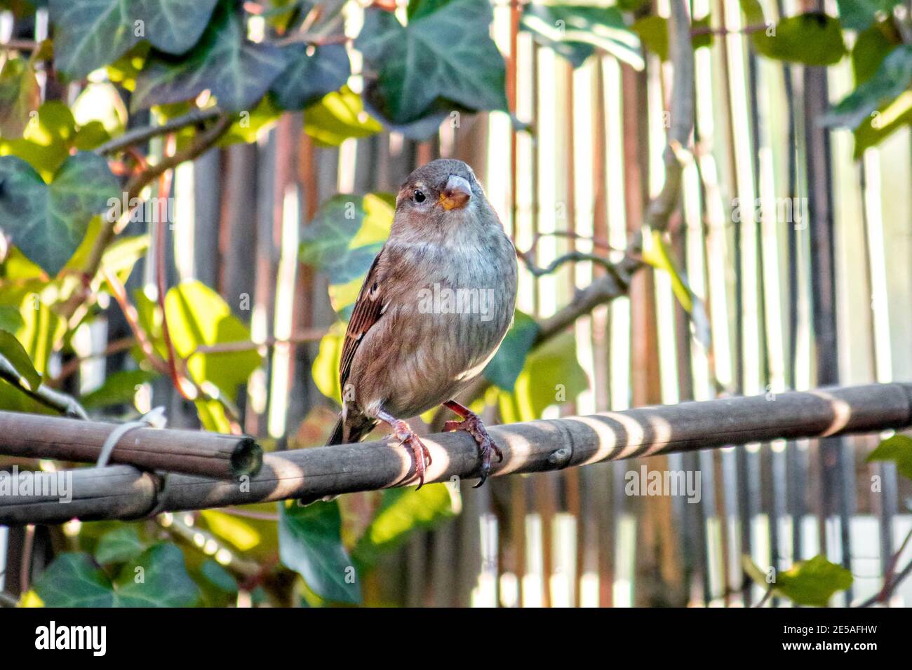 Small sparrow sitting in the sun / Kleiner Sperling in der Sonne Stock Photo