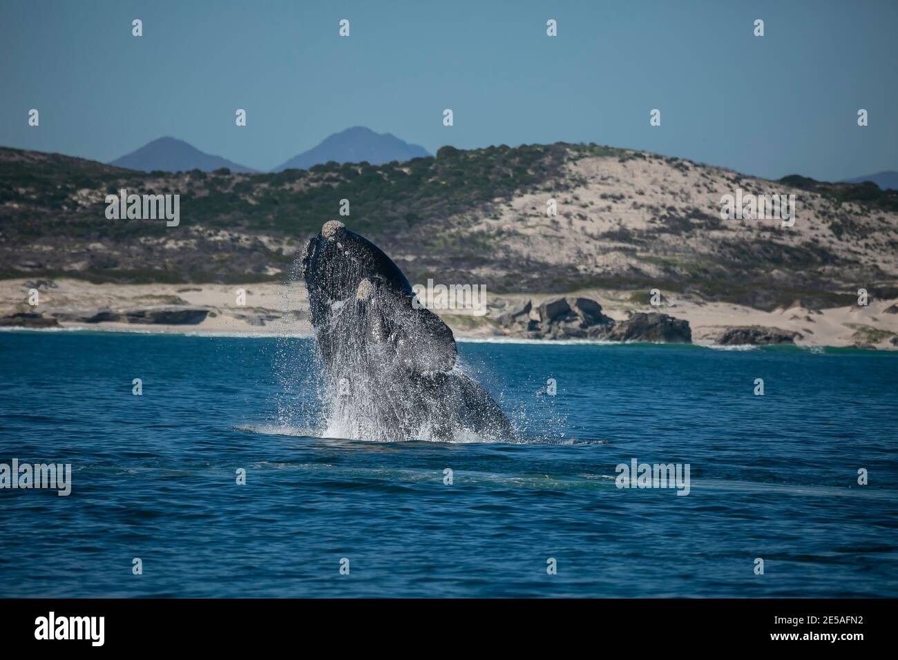 Whale in Gansbaai of South Africa. Stock Photo