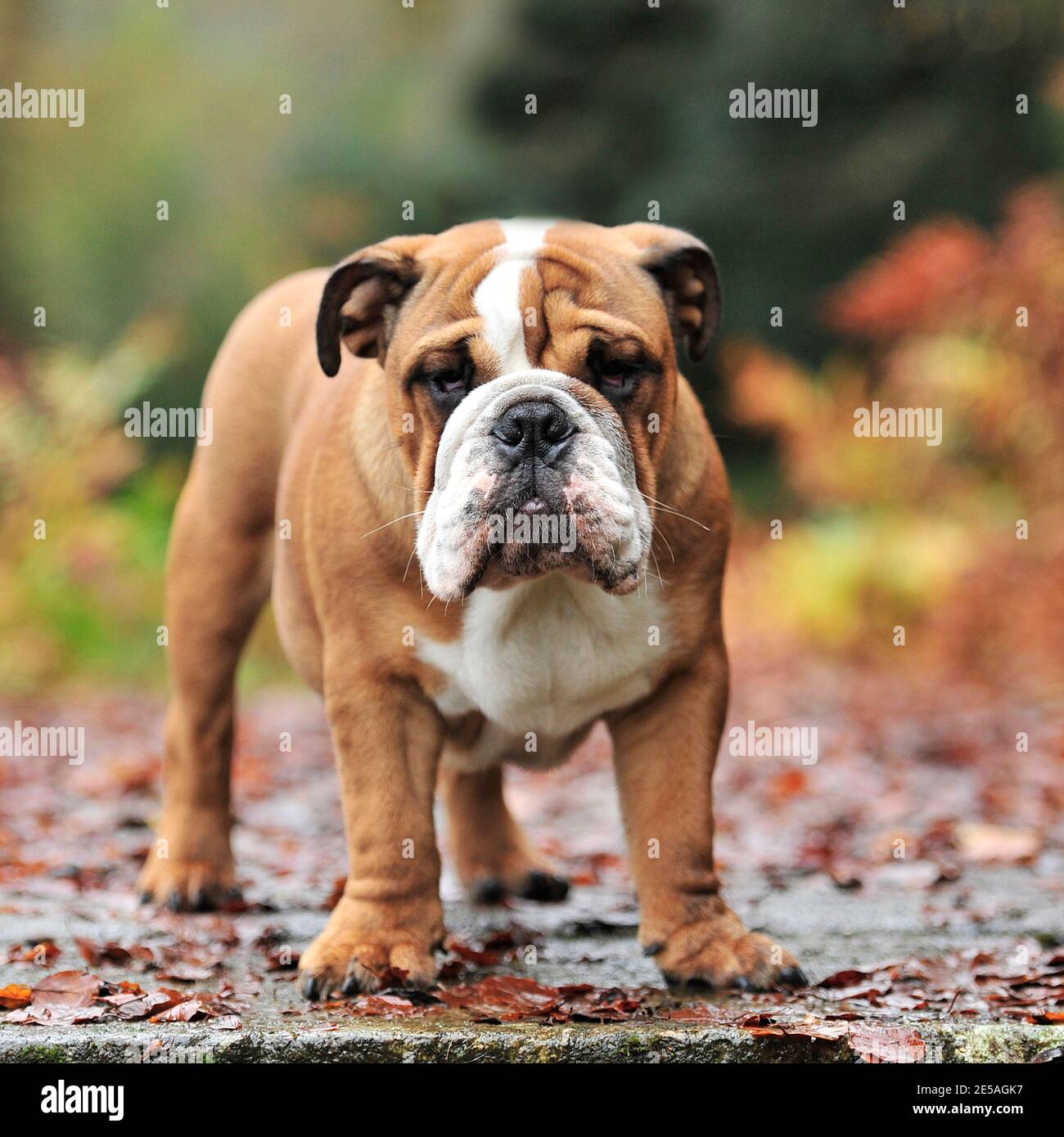 lure coursing - english bulldog running a lure course Stock Photo - Alamy