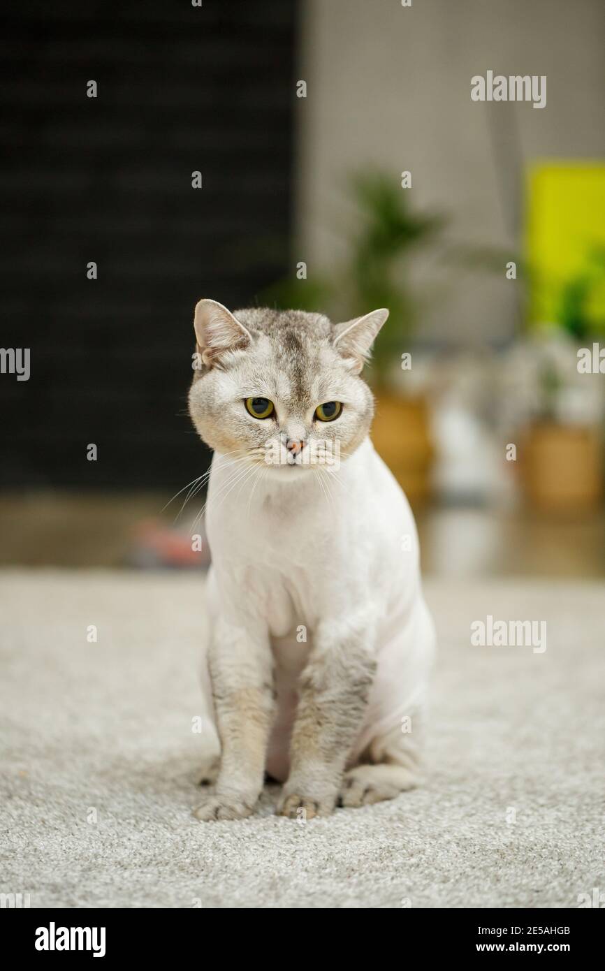 Cat with shaved fur hires stock photography and images Alamy