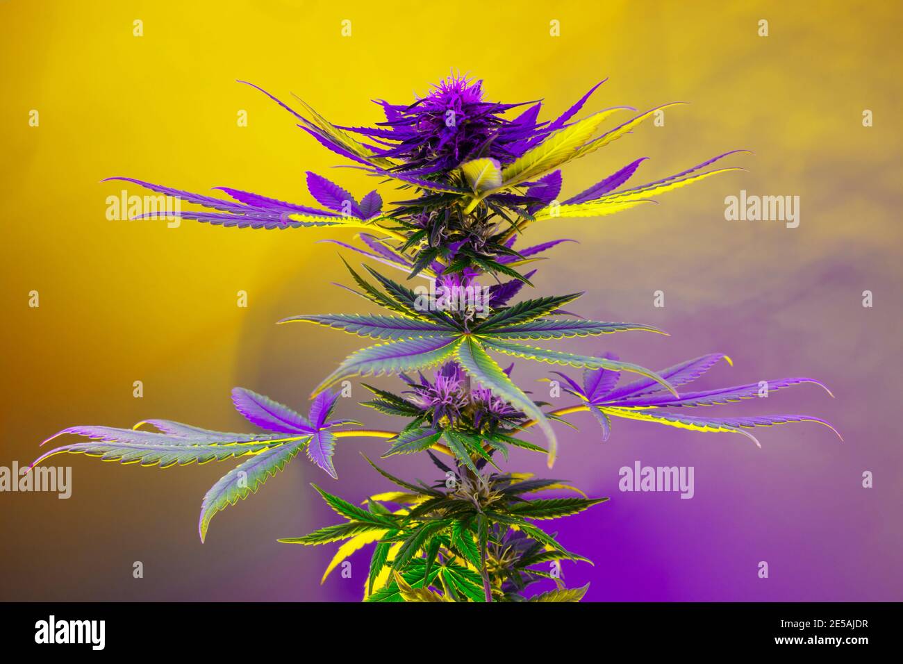 colorful weed plant