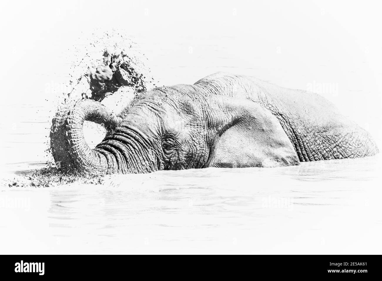 African elephant (Loxodonta africana) bathing, Addo elephant national park, Eastern Cape, South Africa Stock Photo