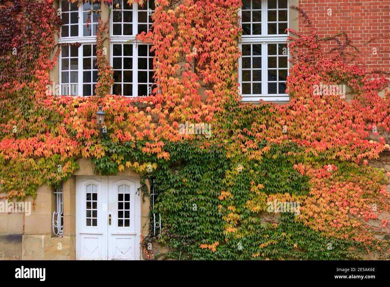 Colourful autumn parthenocissus quinquefolia, known as Virginia creeper, Victoria creeper, five-leaved ivy, on building in Muenster, Germany Stock Photo