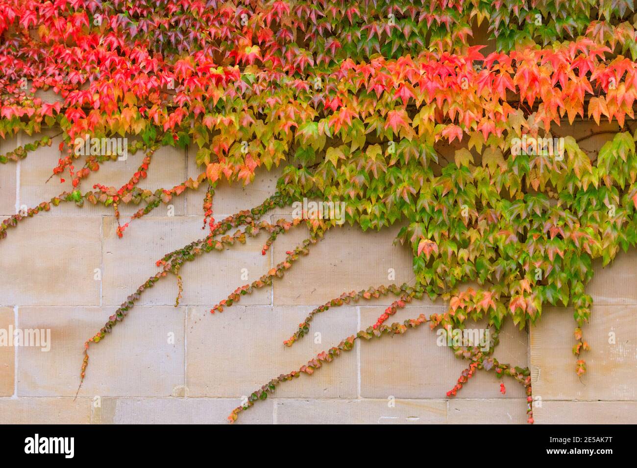 Colourful autumn parthenocissus quinquefolia, known as Virginia creeper, Victoria creeper, five-leaved ivy, on building wall, Germany Stock Photo