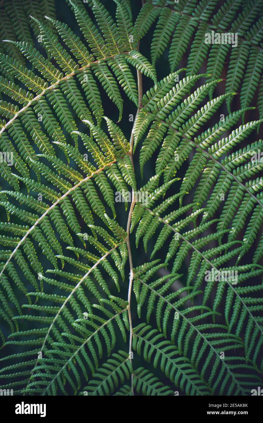 Green fern closeup for background Stock Photo