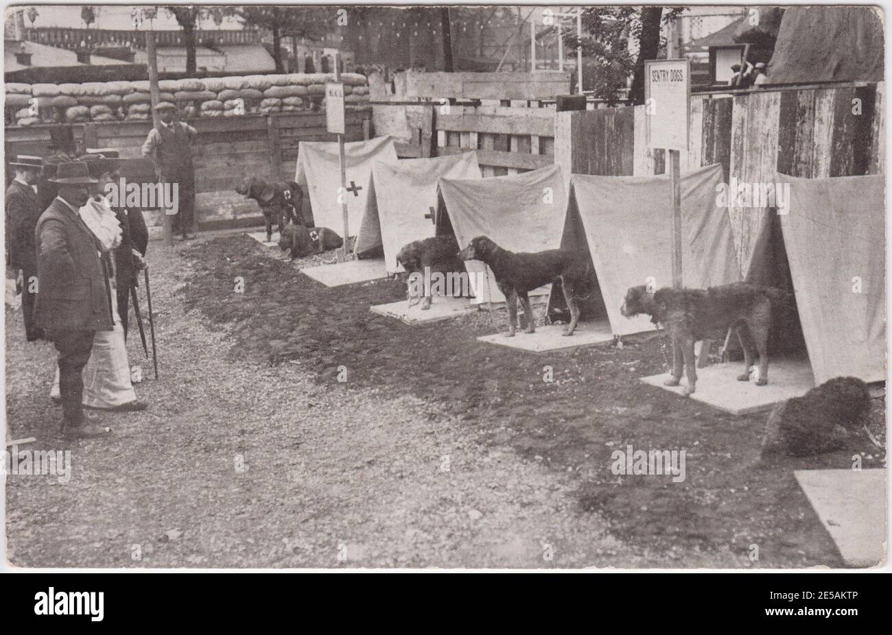 Postcard showing Major Richardson's sentry and ambulance dogs at the Imperial Services Exhibition. Edwin Hautenville Richardson founded the British War Dog School in 1917, having previously supplied trained dogs to the First World War Western Front. Each of the dogs are shown with their own canine tent and are being viewed by a small crowd Stock Photo