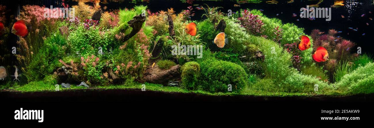 Aquarium with tropical fish jungle landscape with nature forest design and aquarium tank with variety plants fish drift wood rock and waterfall Stock Photo