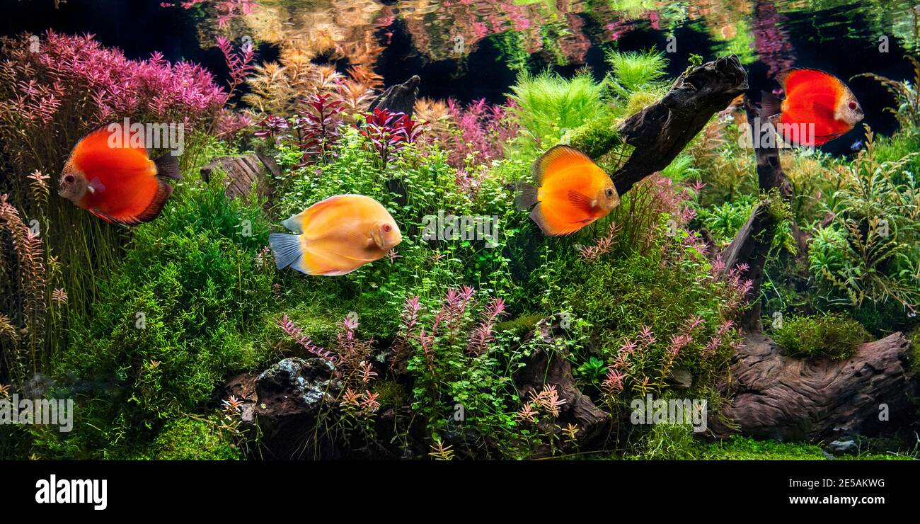 Aquarium with tropical fish jungle landscape with nature forest design