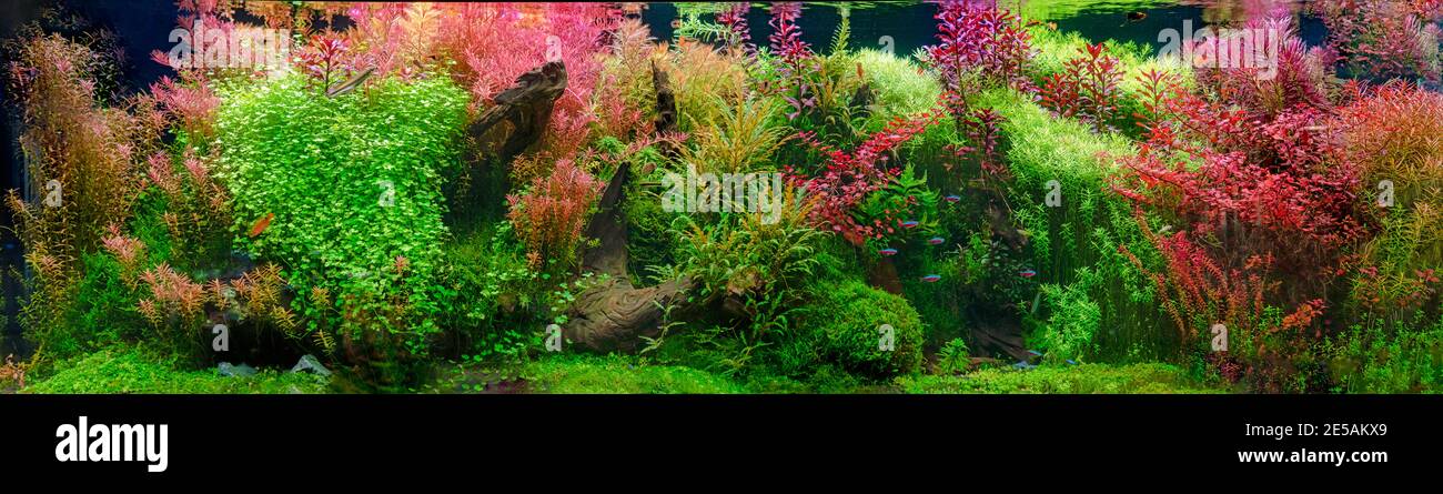 Aquarium with tropical fish jungle landscape with nature forest design and aquarium tank with variety plants fish drift wood rock and waterfall Stock Photo