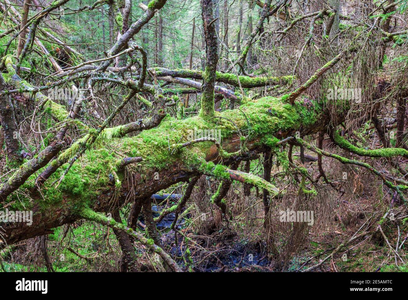 Fallen tree covered with green moss in the forest Stock Photo