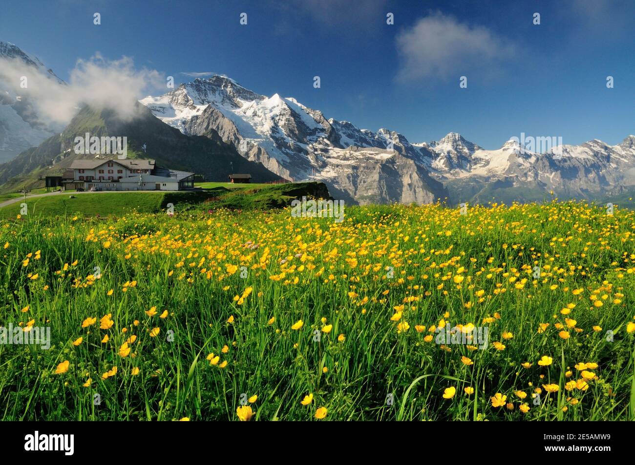 Globeflowers (Trollius Europaeus) and other alpine flowers growing at Mannlichen, overlooking the Jungfrau and the Lauterbrunnen valley. Stock Photo