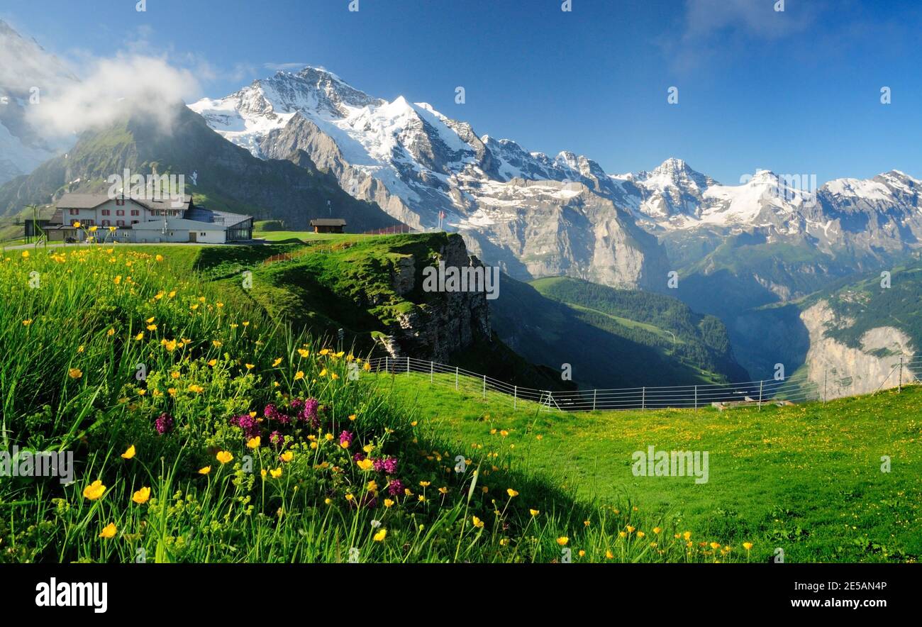 Globeflowers (Trollius Europaeus) and other alpine flowers growing at Mannlichen, overlooking the Jungfrau and the Lauterbrunnen valley. Stock Photo