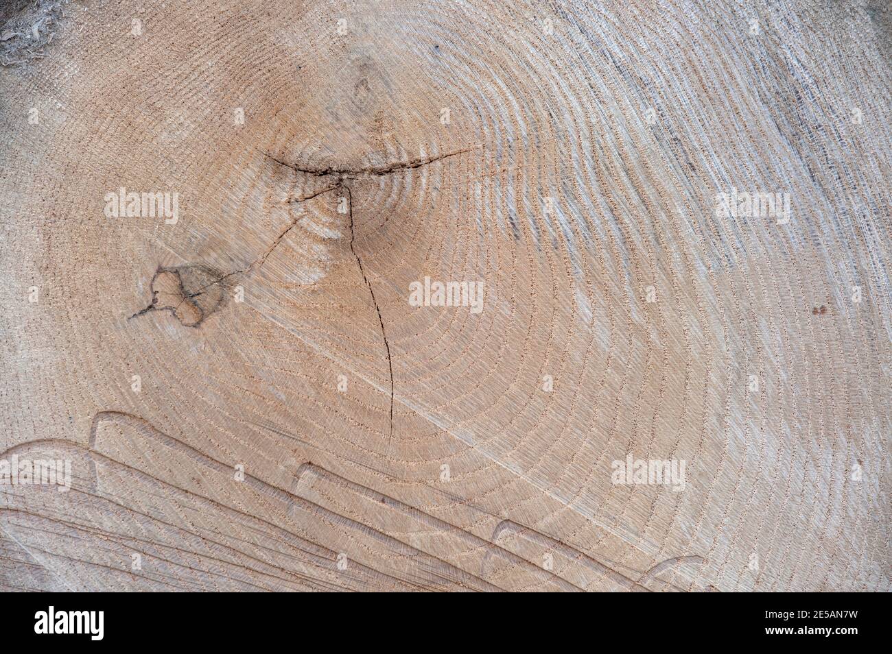 Pen Tree Textures pine tree trunks textures outside Stock Photo - Alamy