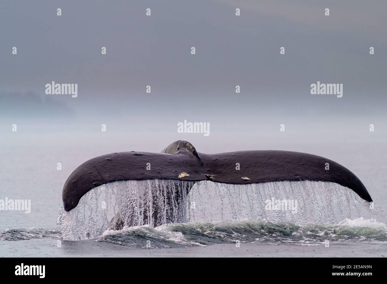 Tail fluke of the whale hi-res stock photography and images - Alamy