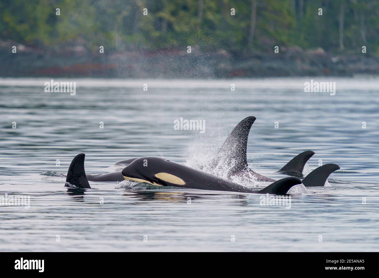 Family pod of northern resident killer whales along the Broughton Archipelago, First Nations Territory, British Columbia, Canada. Stock Photo