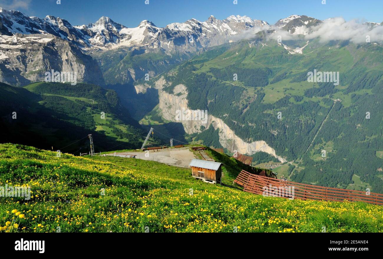 Globeflowers and snow fences at Mannlichen, overlooking the Lauterbrunnen valley Stock Photo