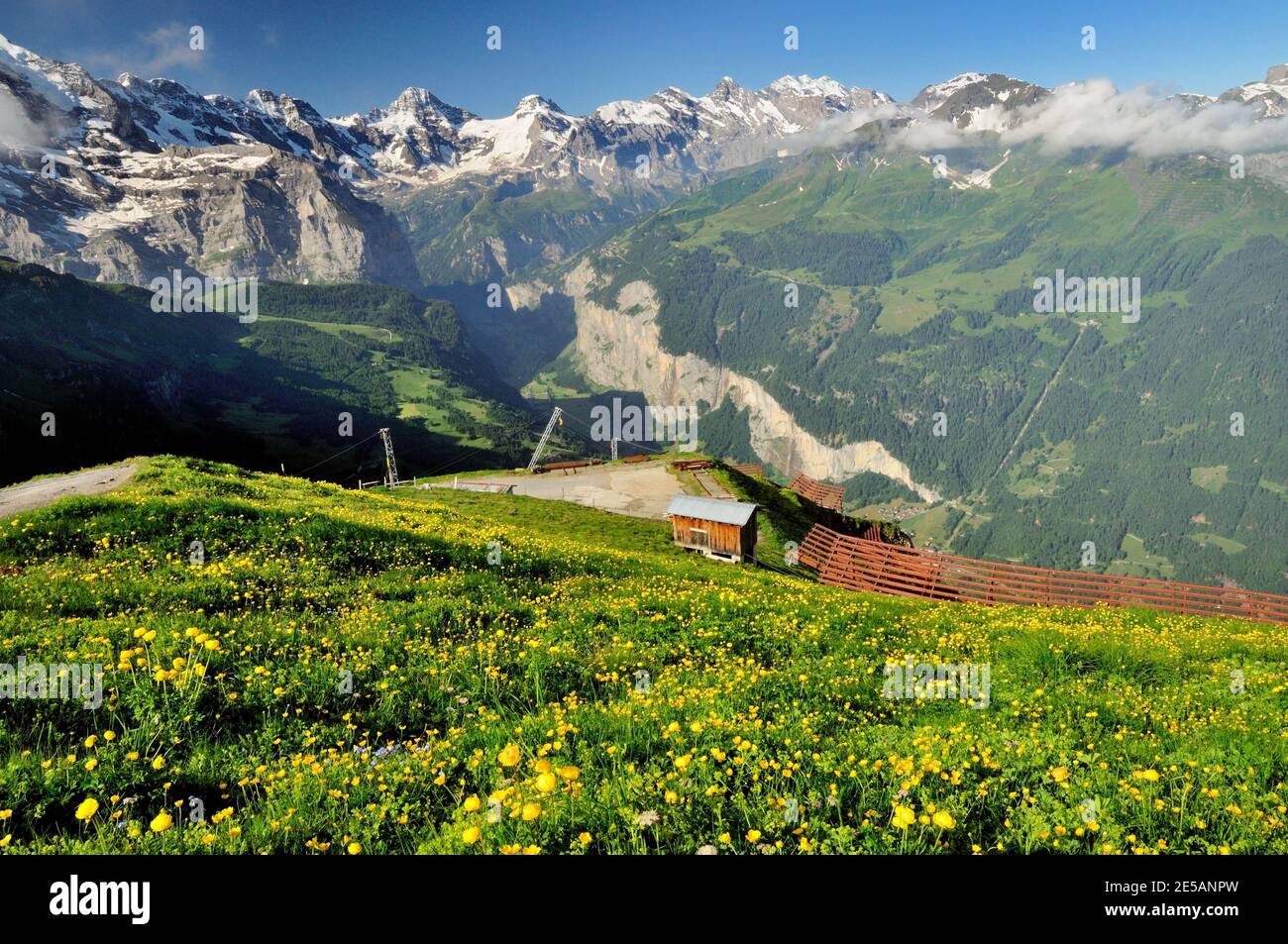 Globeflowers and snow fences at Mannlichen, overlooking the Lauterbrunnen valley in the Bernese Alps. Stock Photo