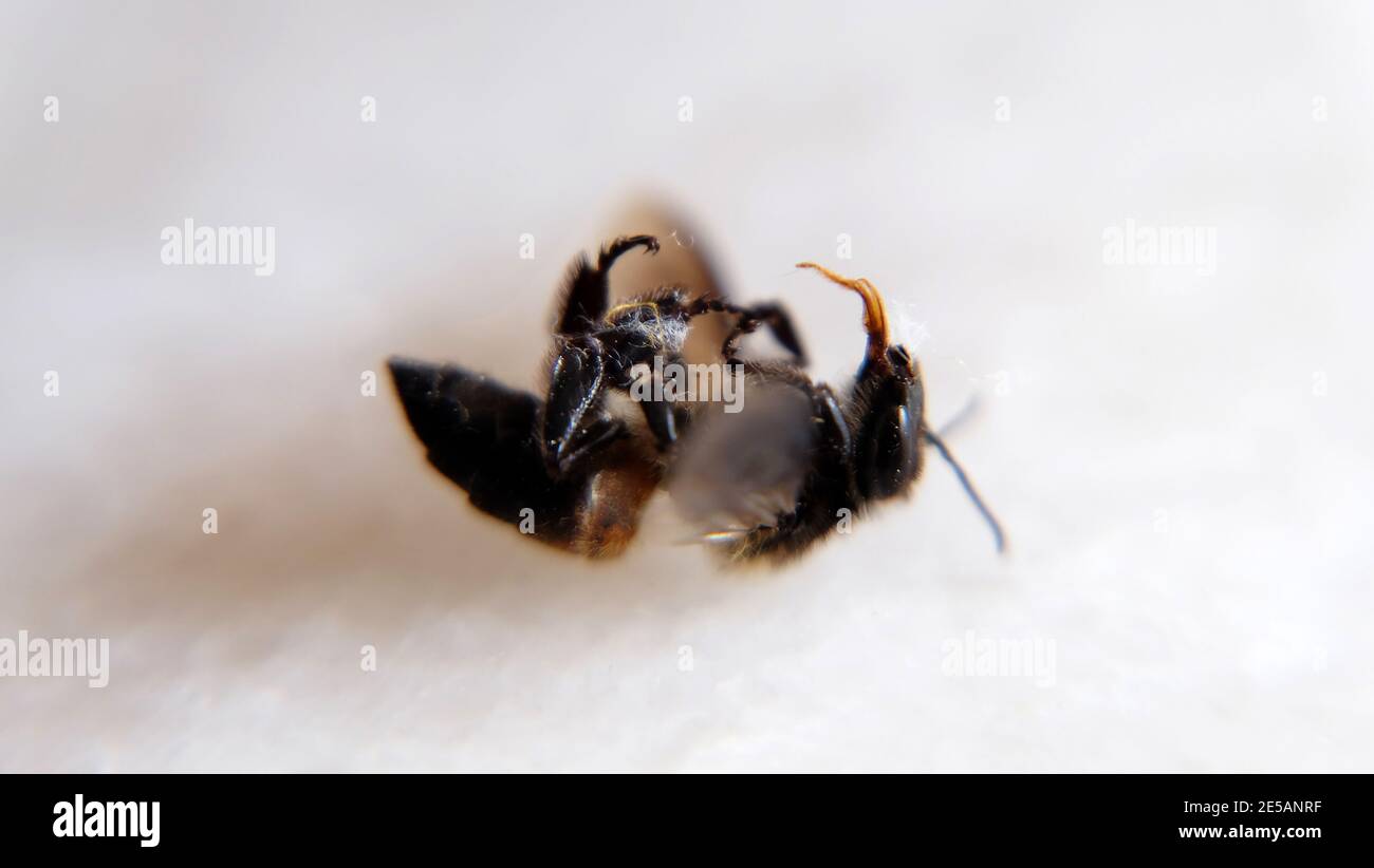 Closeup of a dead honey bee, laying on its back. On a white marble surface. Stock Photo