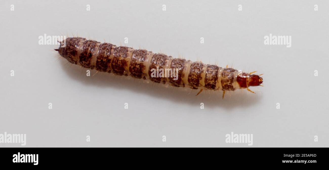 Small worms found in dry dog food/Kibble measuring about 1cm in length