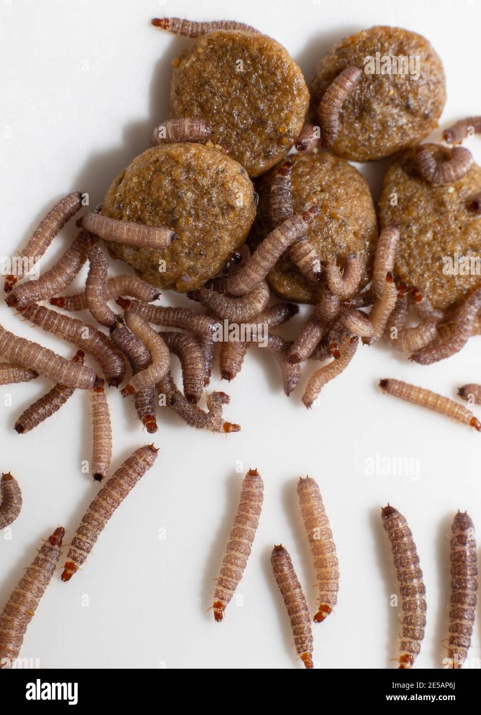 Maggots In Dog Food