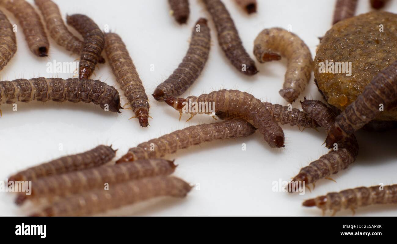 Small worms found in dry dog food/Kibble measuring about 1cm in length Stock Photo Alamy
