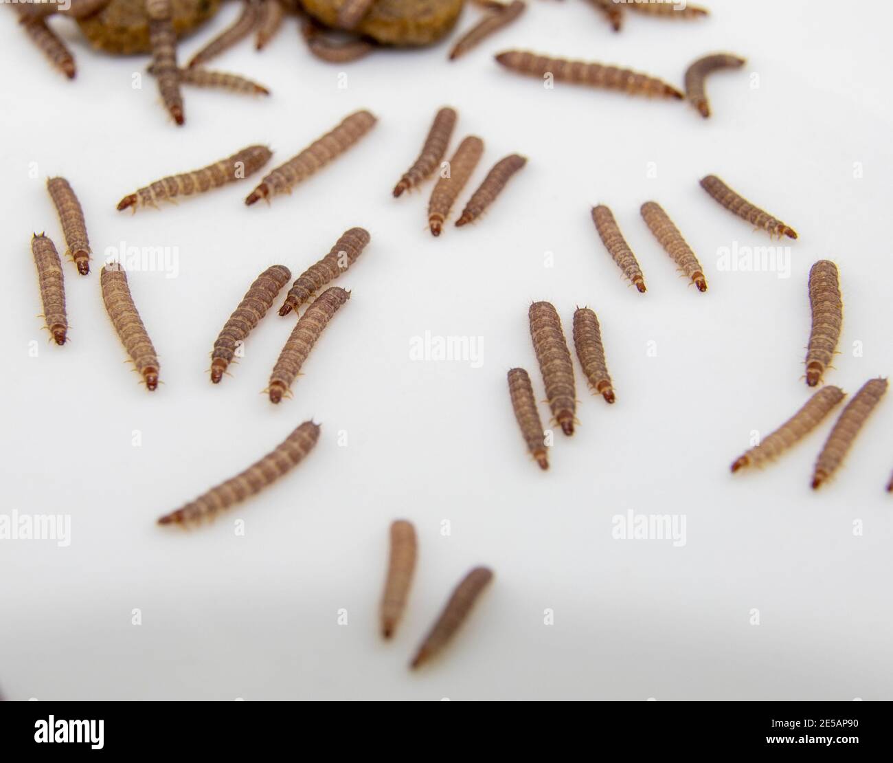 Small worms found in dry dog food/Kibble measuring about 1cm in length