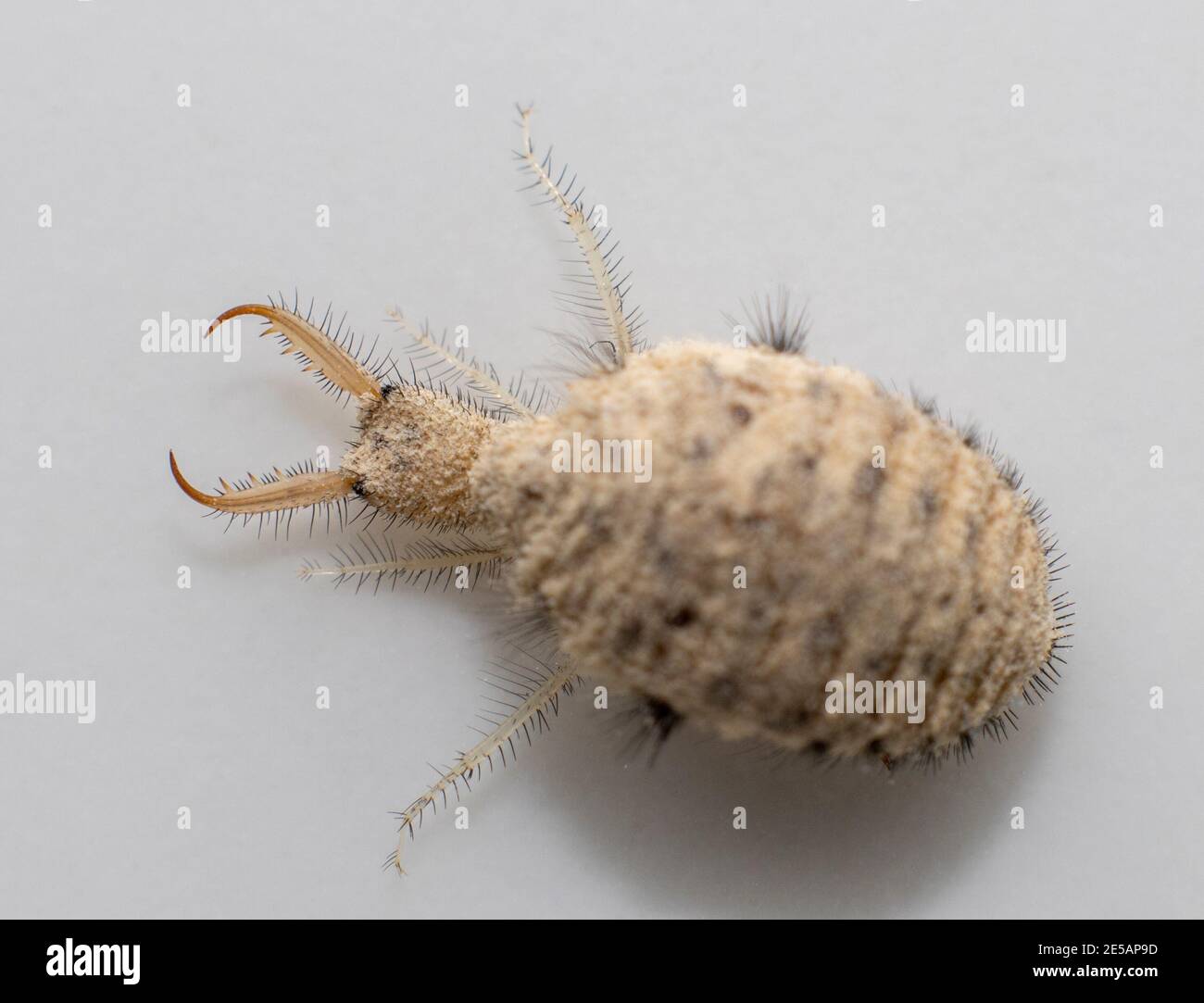 Closeup of ant mandibles hi-res stock photography and images - Alamy