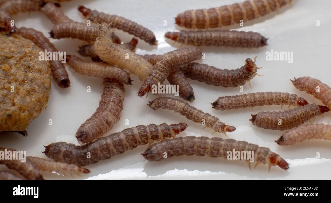 Small worms found in dry dog food/Kibble measuring about 1cm in length Stock Photo