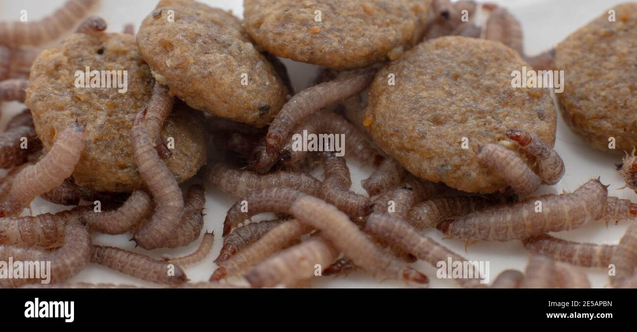Small worms found in dry dog food/Kibble measuring about 1cm in length  Stock Photo - Alamy