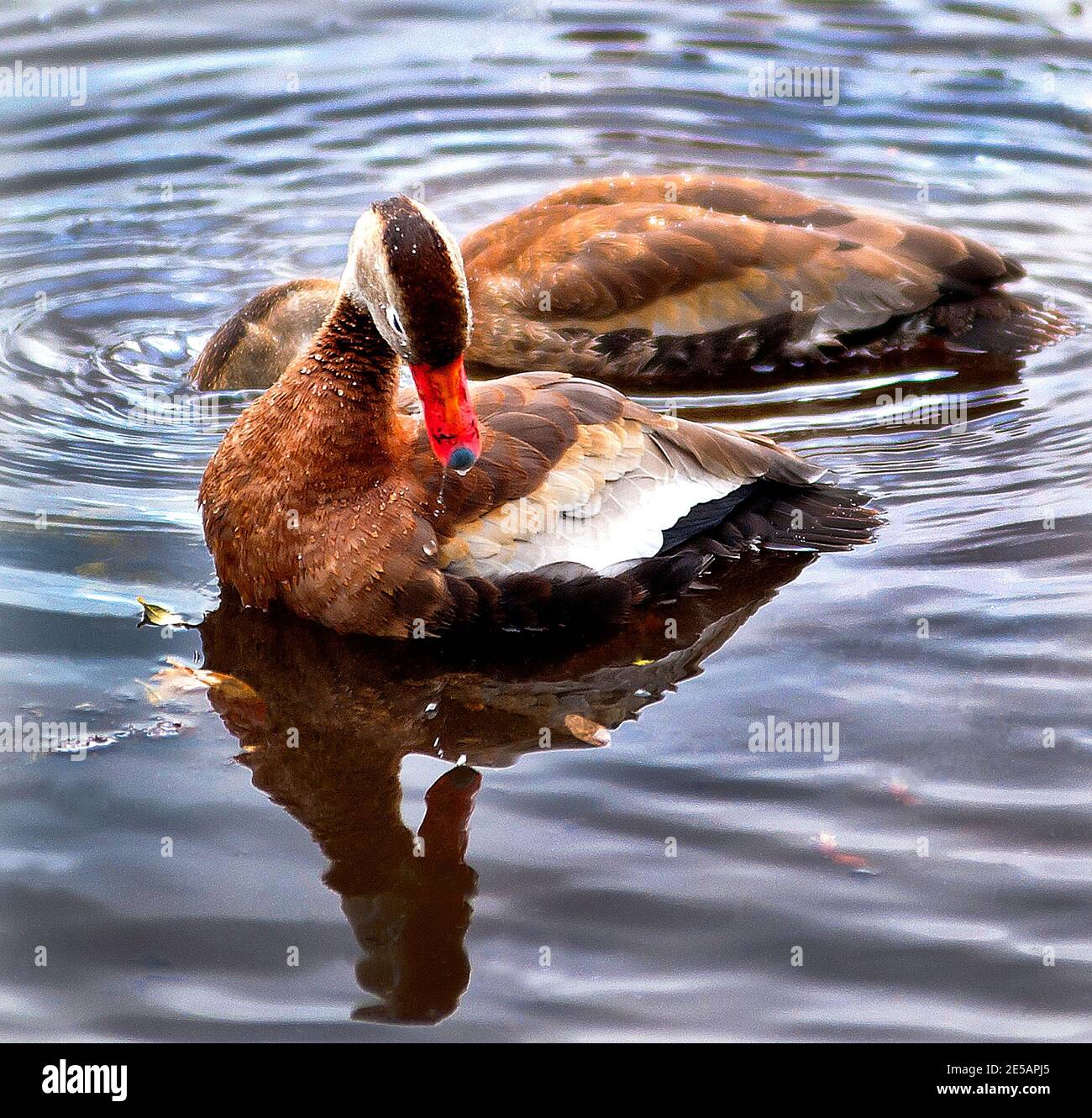 whistling duck in pond Stock Photo