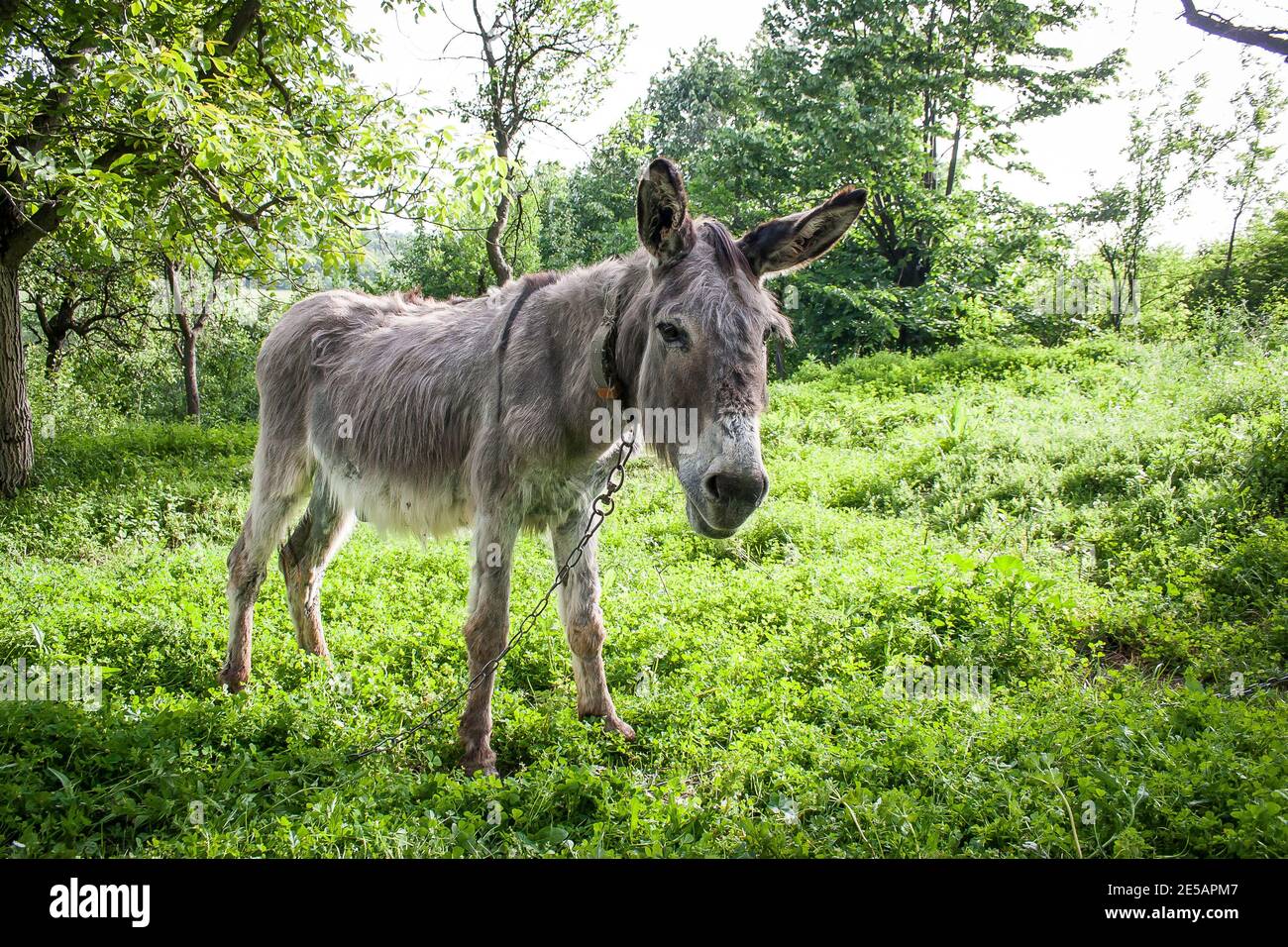 Grey working donkey chained up in a grassy glade in a village in Bulgaria Stock Photo